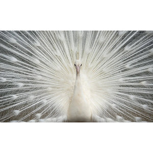 Diamond Peacock Glass Wall Art