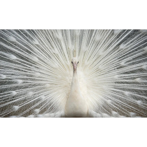 Diamond Peacock Glass Wall Art